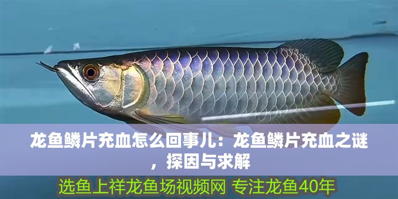 龍魚鱗片充血怎么回事兒：龍魚鱗片充血之謎，探因與求解