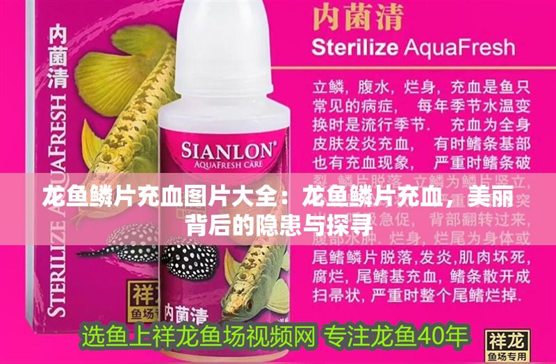 龍魚鱗片充血圖片大全：龍魚鱗片充血，美麗背后的隱患與探尋