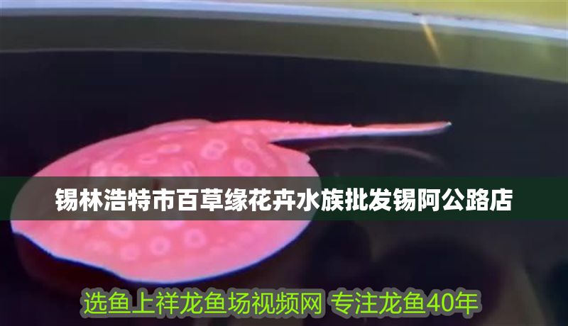 錫林浩特市百草緣花卉水族批發錫阿公路店