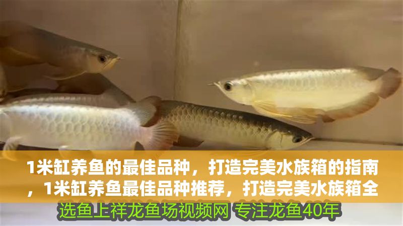 1米缸養(yǎng)魚的最佳品種，打造完美水族箱的指南，1米缸養(yǎng)魚最佳品種推薦，打造完美水族箱全指南