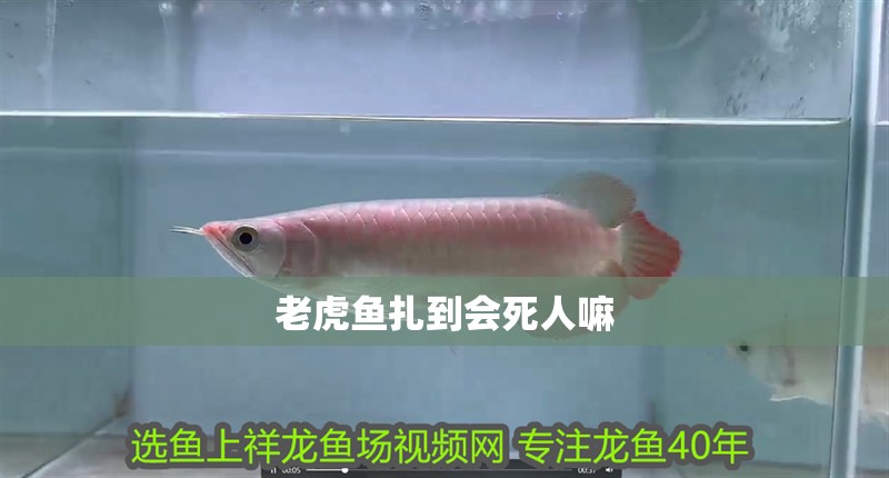 老虎魚扎到會死人嘛