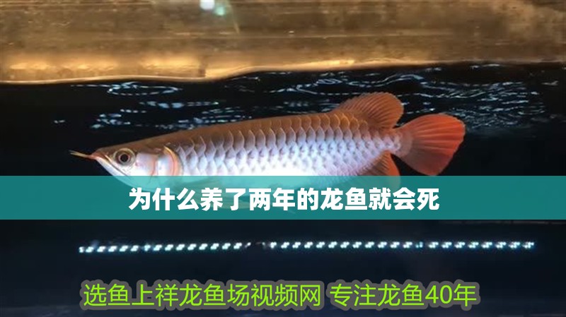 為什么養了兩年的龍魚就會死