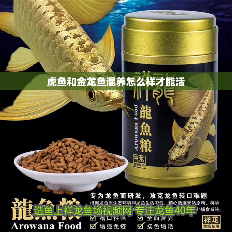 虎魚和金龍魚混養怎么樣才能活