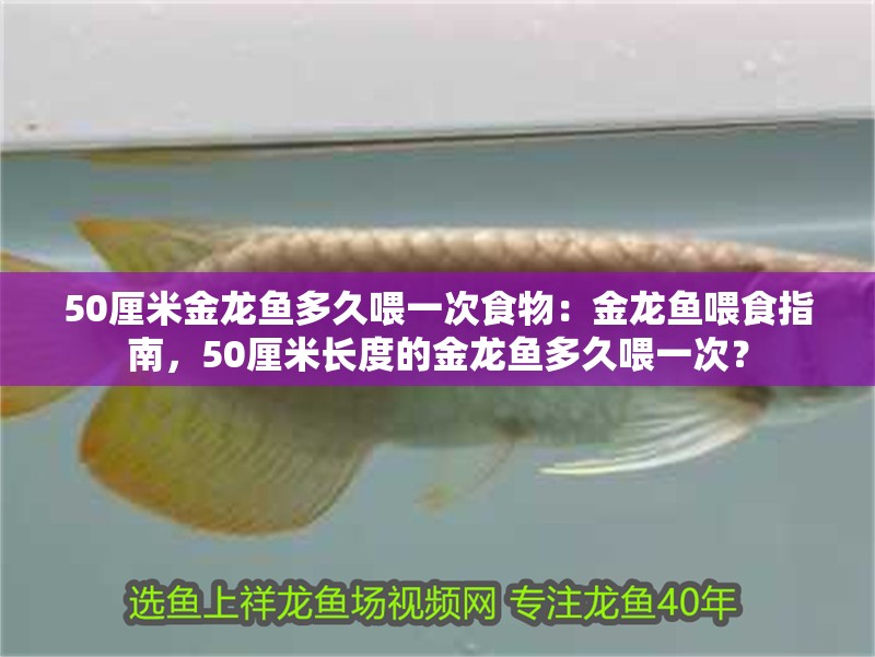 50厘米金龍魚多久喂一次食物：金龍魚喂食指南，50厘米長度的金龍魚多久喂一次？