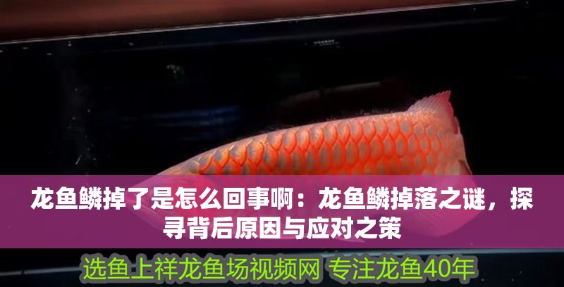 龍魚鱗掉了是怎么回事啊：龍魚鱗掉落之謎，探尋背后原因與應對之策