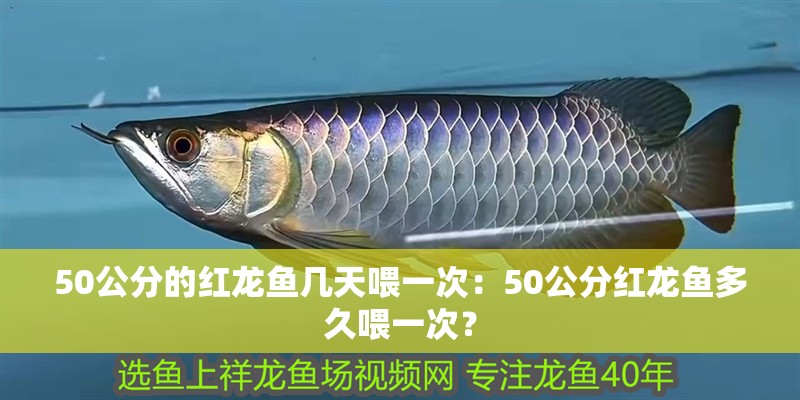 50公分的紅龍魚幾天喂一次：50公分紅龍魚多久喂一次？