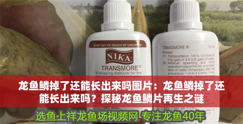 龍魚(yú)鱗掉了還能長(zhǎng)出來(lái)嗎圖片：龍魚(yú)鱗掉了還能長(zhǎng)出來(lái)嗎？探秘龍魚(yú)鱗片再生之謎