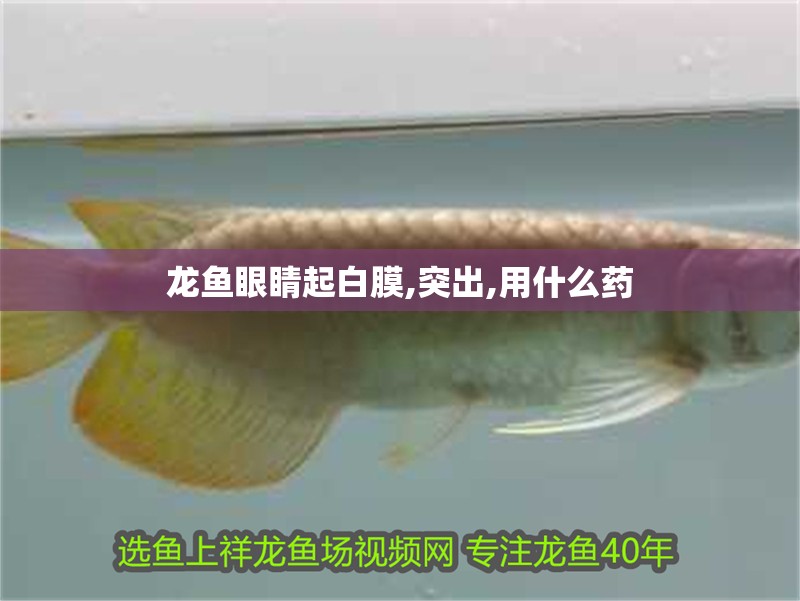 龍魚眼睛起白膜,突出,用什么藥