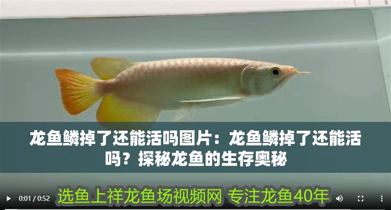 龍魚鱗掉了還能活嗎圖片：龍魚鱗掉了還能活嗎？探秘龍魚的生存奧秘