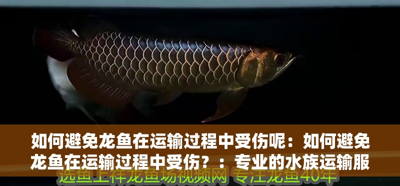 如何避免龍魚在運(yùn)輸過程中受傷呢：如何避免龍魚在運(yùn)輸過程中受傷？：專業(yè)的水族運(yùn)輸服務(wù)