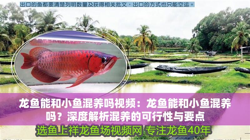 龍魚能和小魚混養嗎視頻：龍魚能和小魚混養嗎？深度解析混養的可行性與要點