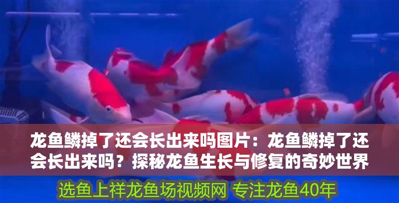 龍魚鱗掉了還會(huì)長(zhǎng)出來嗎圖片：龍魚鱗掉了還會(huì)長(zhǎng)出來嗎？探秘龍魚生長(zhǎng)與修復(fù)的奇妙世界