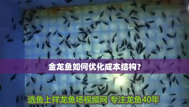 金龍魚如何優化成本結構？