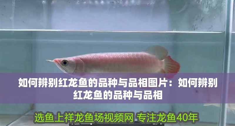 如何辨別紅龍魚的品種與品相圖片：如何辨別紅龍魚的品種與品相