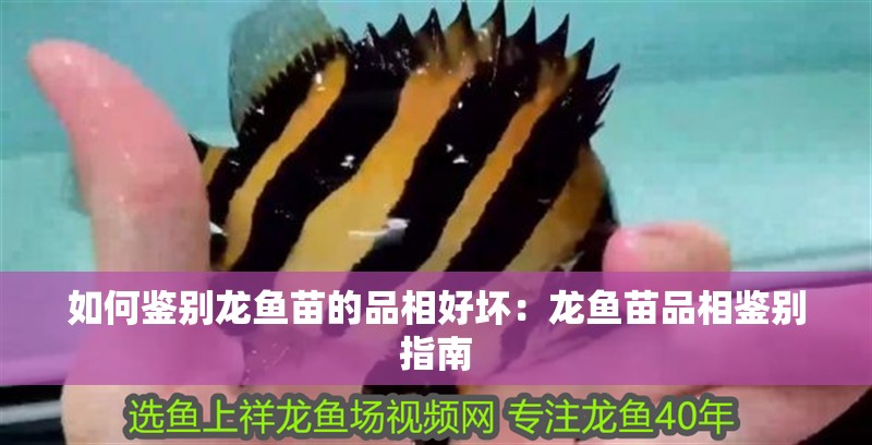 如何鑒別龍魚苗的品相好壞：龍魚苗品相鑒別指南
