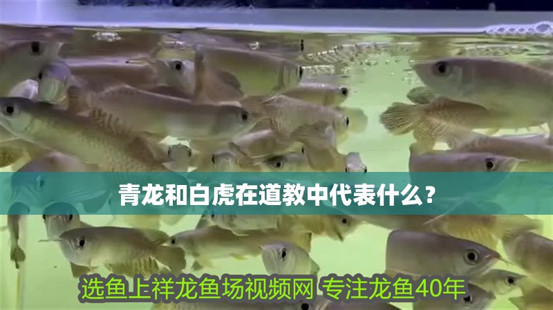 青龍和白虎在道教中代表什么？