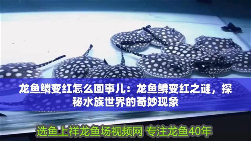 龍魚鱗變紅怎么回事兒：龍魚鱗變紅之謎，探秘水族世界的奇妙現象