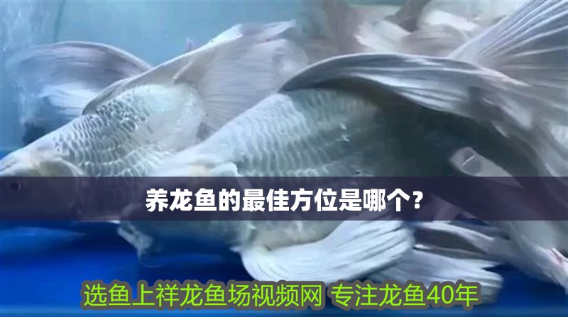 養(yǎng)龍魚的最佳方位是哪個？