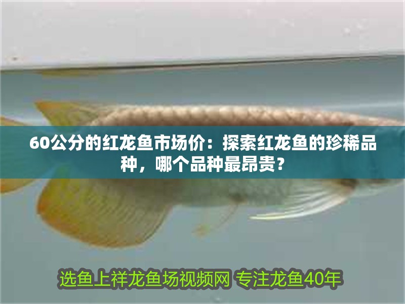 60公分的紅龍魚市場價：探索紅龍魚的珍稀品種，哪個品種最昂貴？
