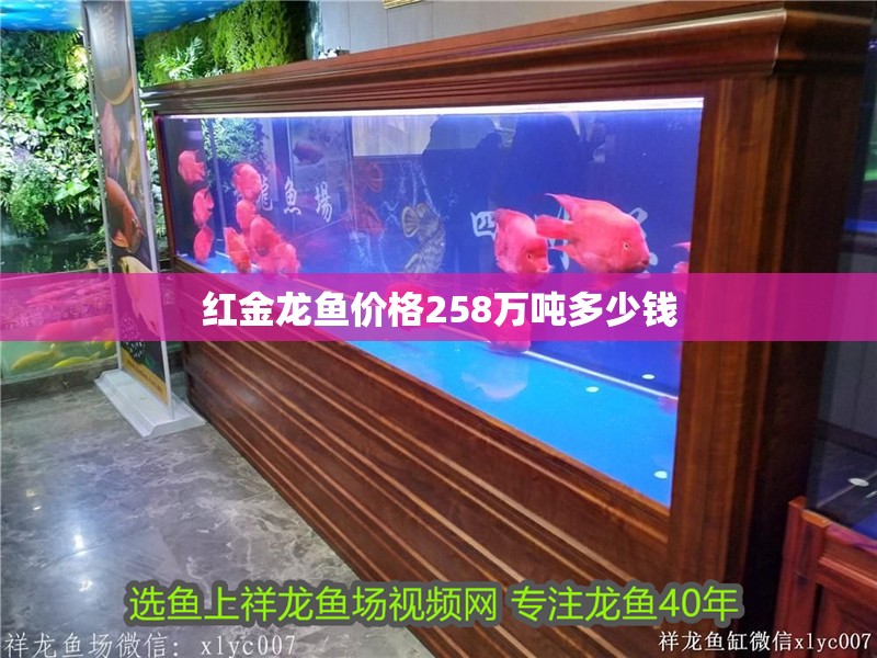 紅金龍魚價格258萬噸多少錢