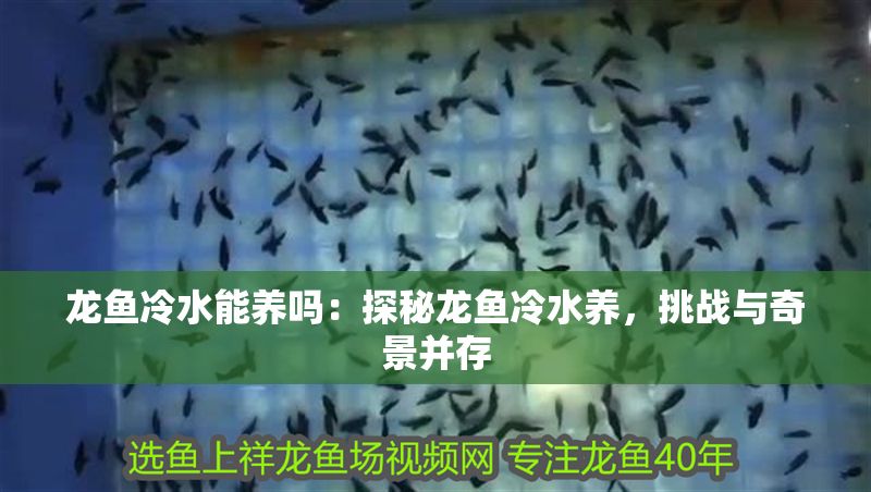 龍魚冷水能養嗎：探秘龍魚冷水養，挑戰與奇景并存