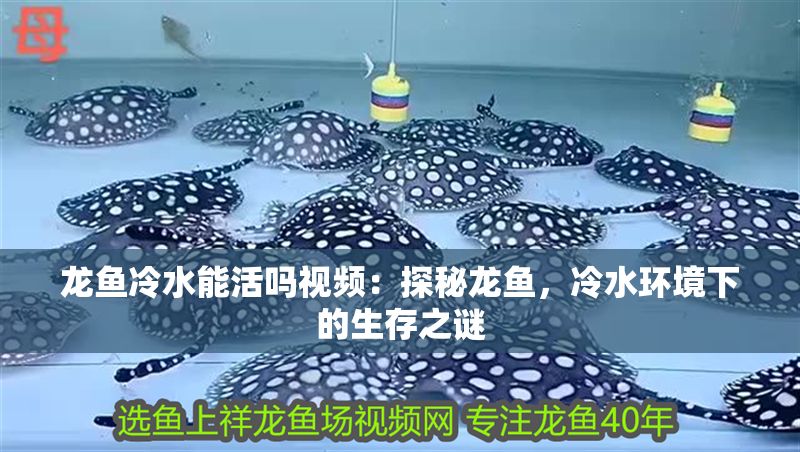 龍魚(yú)冷水能活嗎視頻：探秘龍魚(yú)，冷水環(huán)境下的生存之謎
