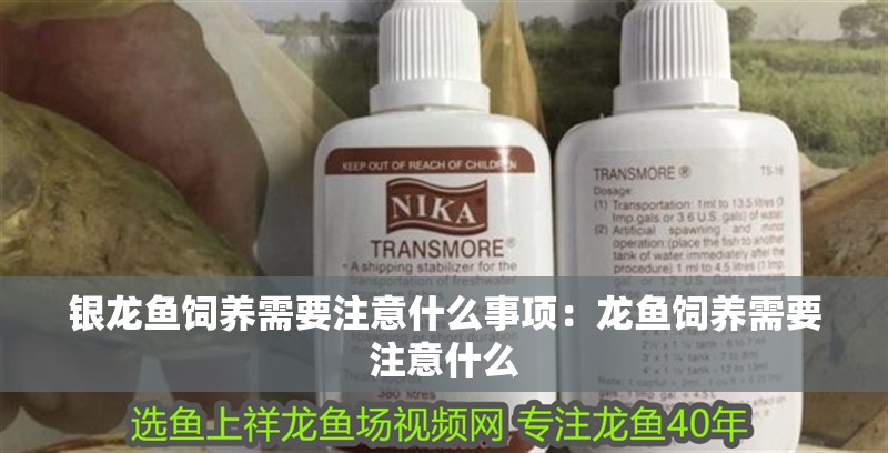 銀龍魚飼養需要注意什么事項：龍魚飼養需要注意什么