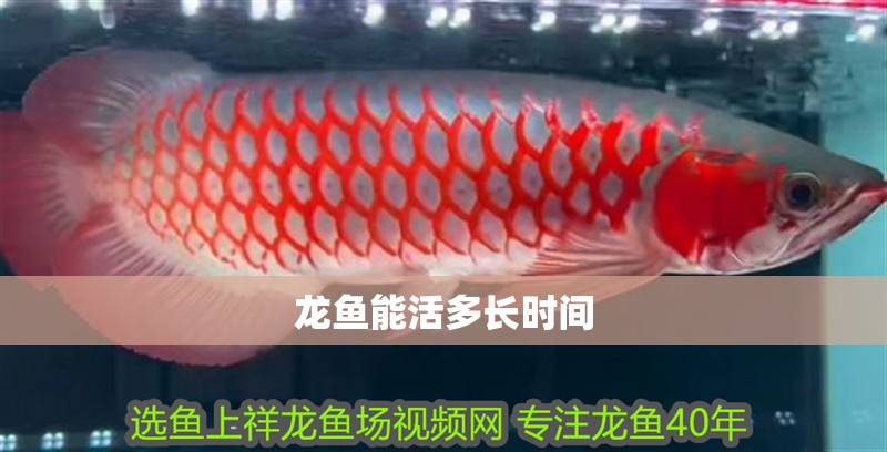 龍魚能活多長時間