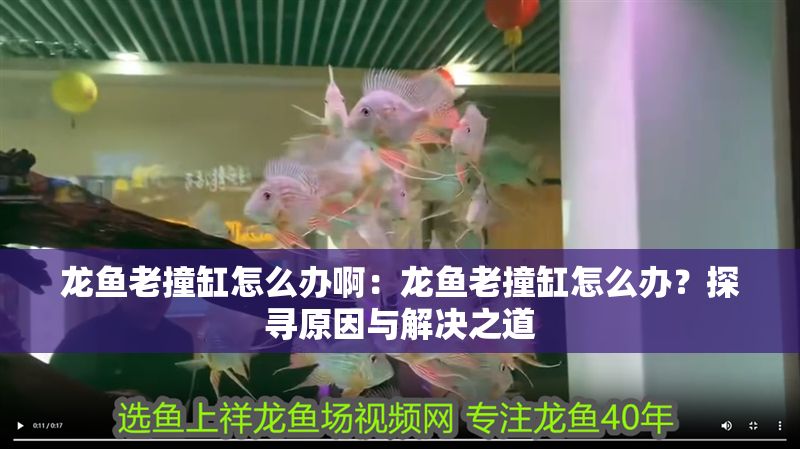 龍魚老撞缸怎么辦啊：龍魚老撞缸怎么辦？探尋原因與解決之道
