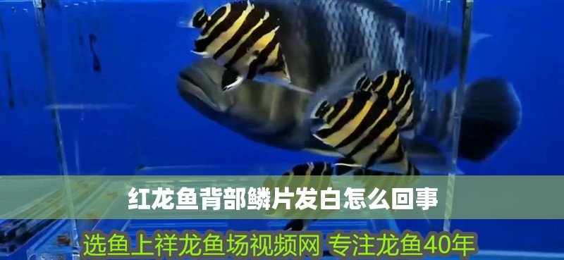 紅龍魚背部鱗片發白怎么回事