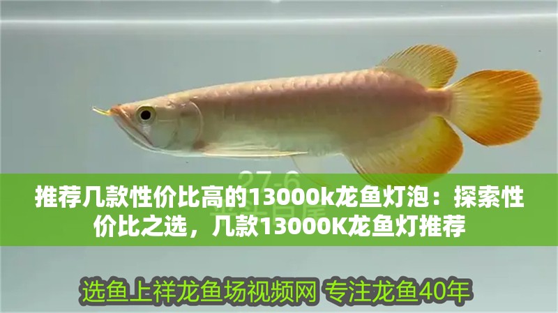 推薦幾款性價(jià)比高的13000k龍魚燈泡：探索性價(jià)比之選，幾款13000K龍魚燈推薦
