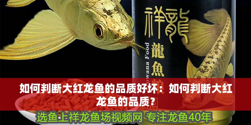 如何判斷大紅龍魚(yú)的品質(zhì)好壞：如何判斷大紅龍魚(yú)的品質(zhì)？