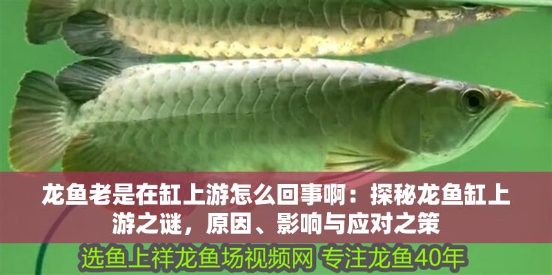 龍魚老是在缸上游怎么回事啊：探秘龍魚缸上游之謎，原因、影響與應對之策
