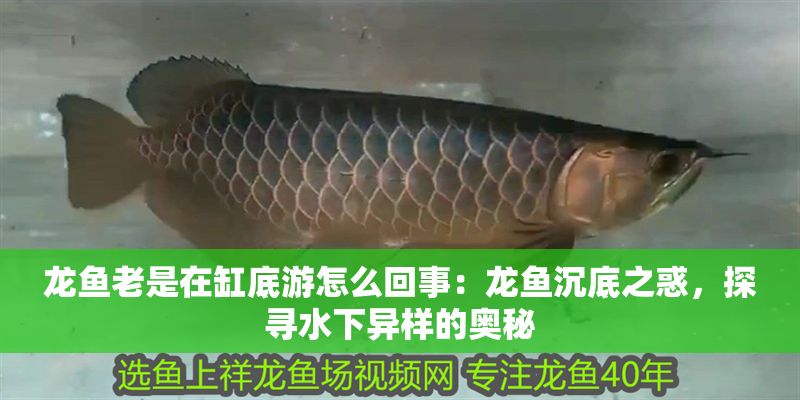龍魚老是在缸底游怎么回事：龍魚沉底之惑，探尋水下異樣的奧秘 龍魚老是在缸底游怎么回事：龍魚沉底之惑，探尋水下異樣的奧秘 龍魚百科 第1張