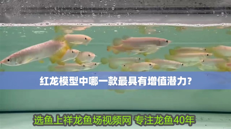 龍魚與錦鯉混養：龍魚與錦鯉混養的注意事項