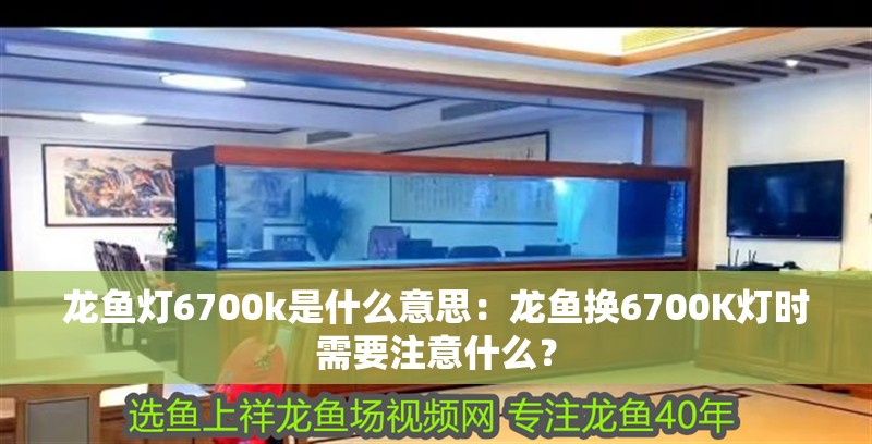 龍魚燈6700k是什么意思：龍魚換6700K燈時需要注意什么？