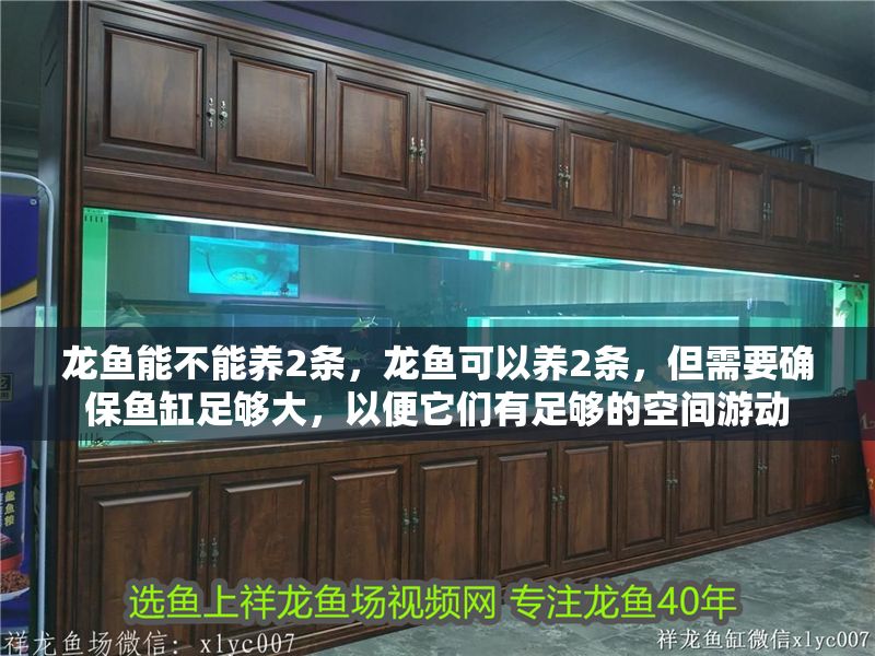 龍魚能不能養2條，龍魚可以養2條，但需要確保魚缸足夠大，以便它們有足夠的空間游動