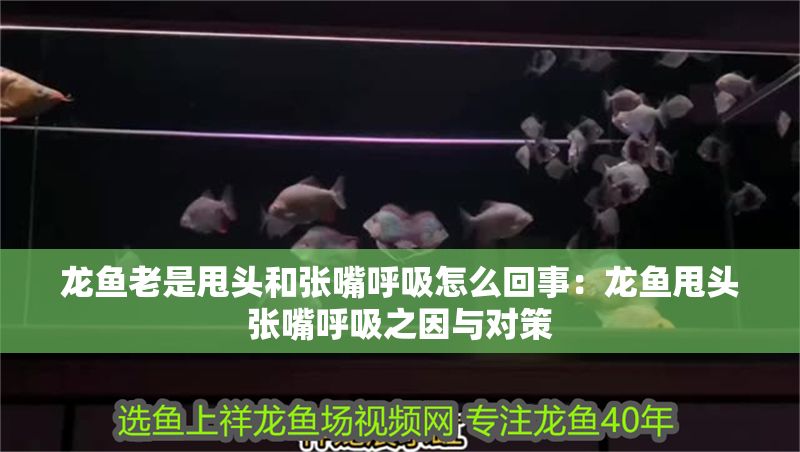 龍魚老是甩頭和張嘴呼吸怎么回事：龍魚甩頭張嘴呼吸之因與對策