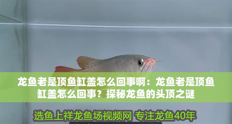 龍魚老是頂魚缸蓋怎么回事啊：龍魚老是頂魚缸蓋怎么回事？探秘龍魚的頭頂之謎