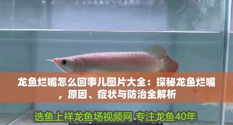 龍魚爛嘴怎么回事兒圖片大全：探秘龍魚爛嘴，原因、癥狀與防治全解析