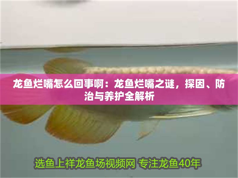 龍魚爛嘴怎么回事啊：龍魚爛嘴之謎，探因、防治與養護全解析 龍魚爛嘴怎么回事啊：龍魚爛嘴之謎，探因、防治與養護全解析 龍魚百科 第1張