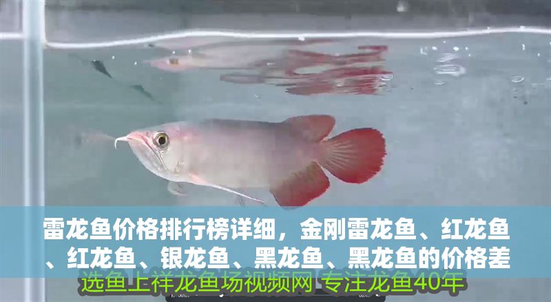 雷龍魚價格排行榜詳細，金剛雷龍魚、紅龍魚、紅龍魚、銀龍魚、黑龍魚、黑龍魚的價格差異