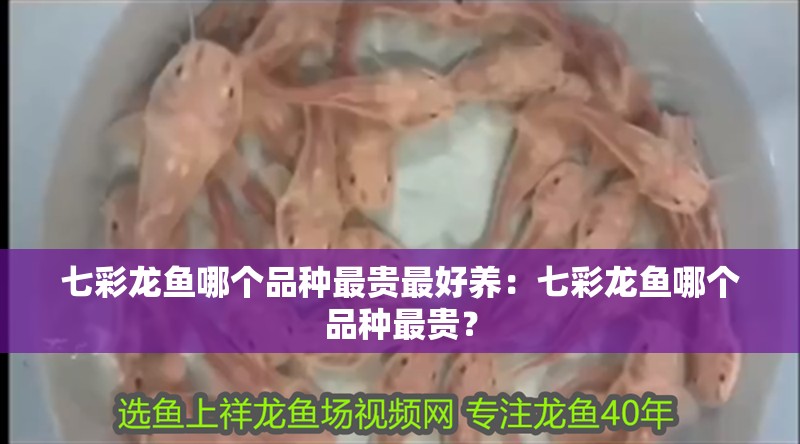 七彩龍魚哪個品種最貴最好養：七彩龍魚哪個品種最貴？