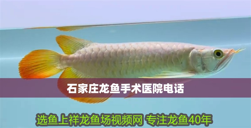 石家莊龍魚手術醫院電話