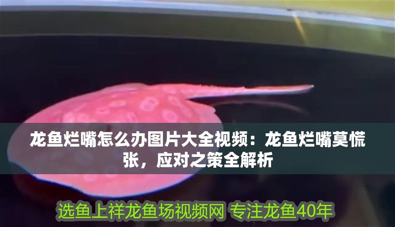 龍魚爛嘴怎么辦圖片大全視頻：龍魚爛嘴莫慌張，應(yīng)對(duì)之策全解析