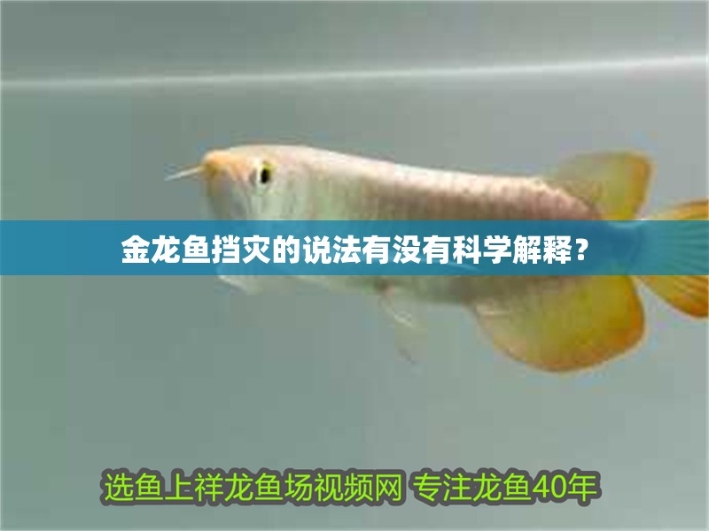 金龍魚擋災(zāi)的說(shuō)法有沒(méi)有科學(xué)解釋？