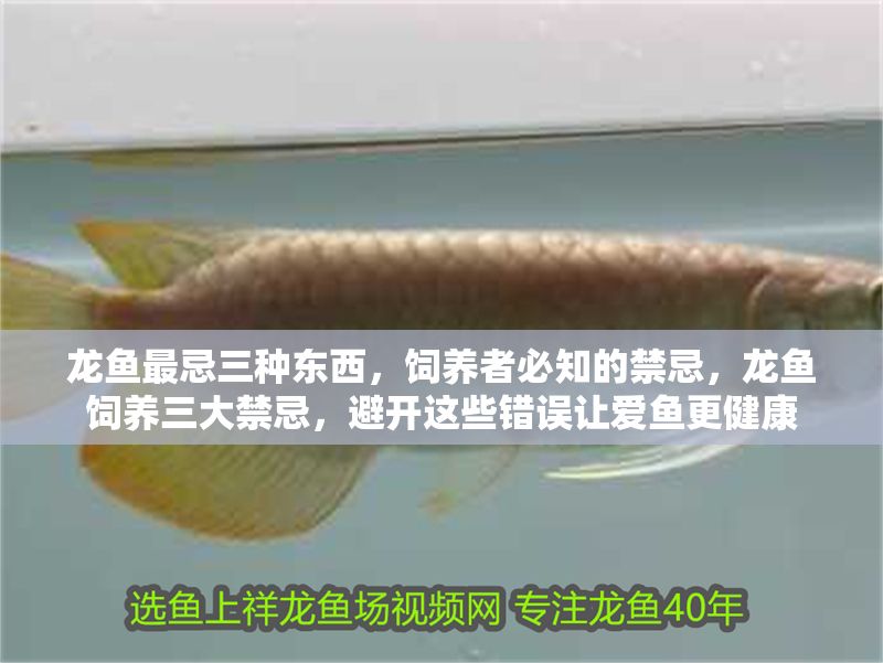 龍魚最忌三種東西，飼養(yǎng)者必知的禁忌，龍魚飼養(yǎng)三大禁忌，避開這些錯(cuò)誤讓愛魚更健康