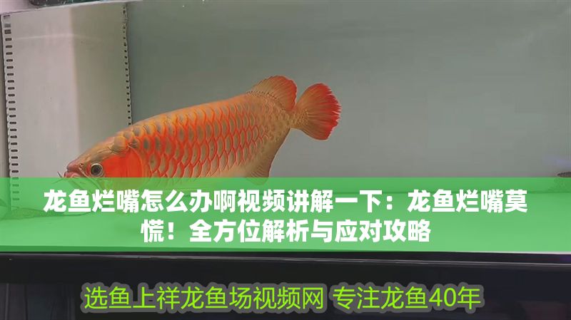龍魚爛嘴怎么辦啊視頻講解一下：龍魚爛嘴莫慌！全方位解析與應對攻略