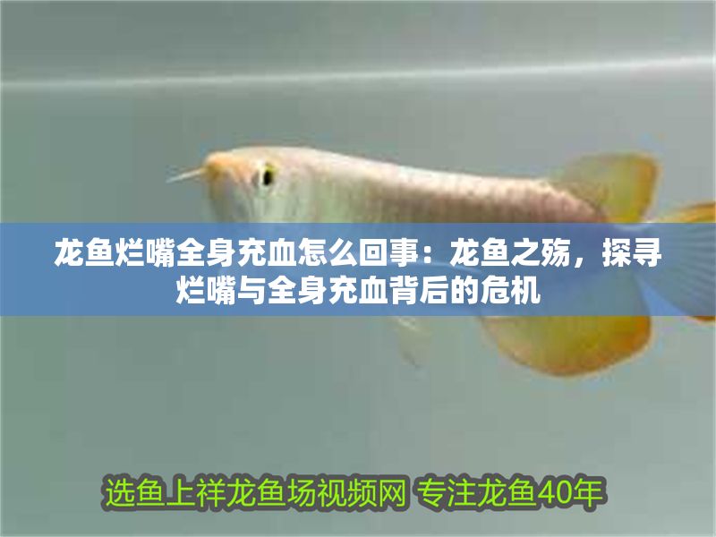 龍魚爛嘴全身充血怎么回事：龍魚之殤，探尋爛嘴與全身充血背后的危機(jī)