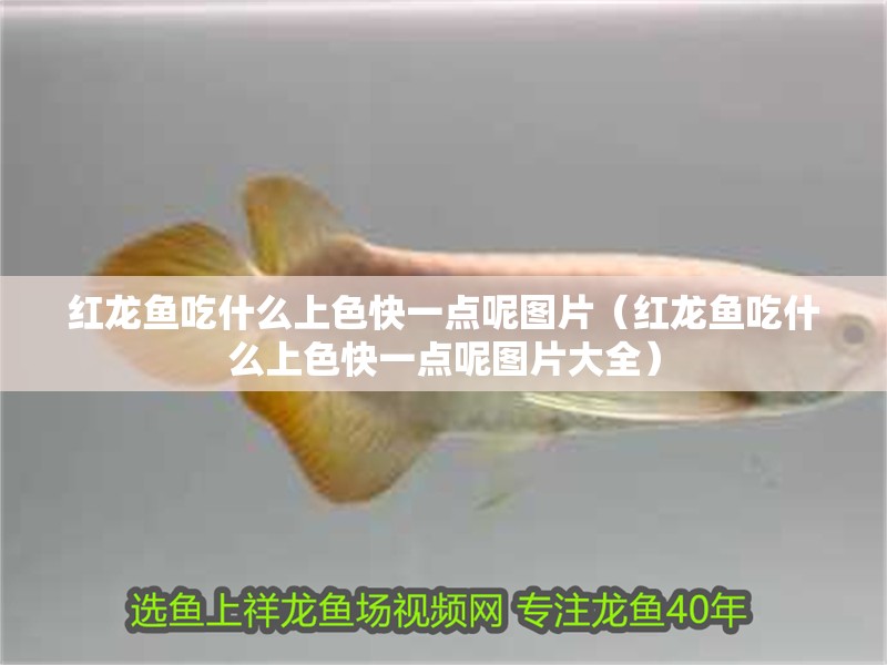 紅龍魚吃什么上色快一點(diǎn)呢圖片（紅龍魚吃什么上色快一點(diǎn)呢圖片大全）